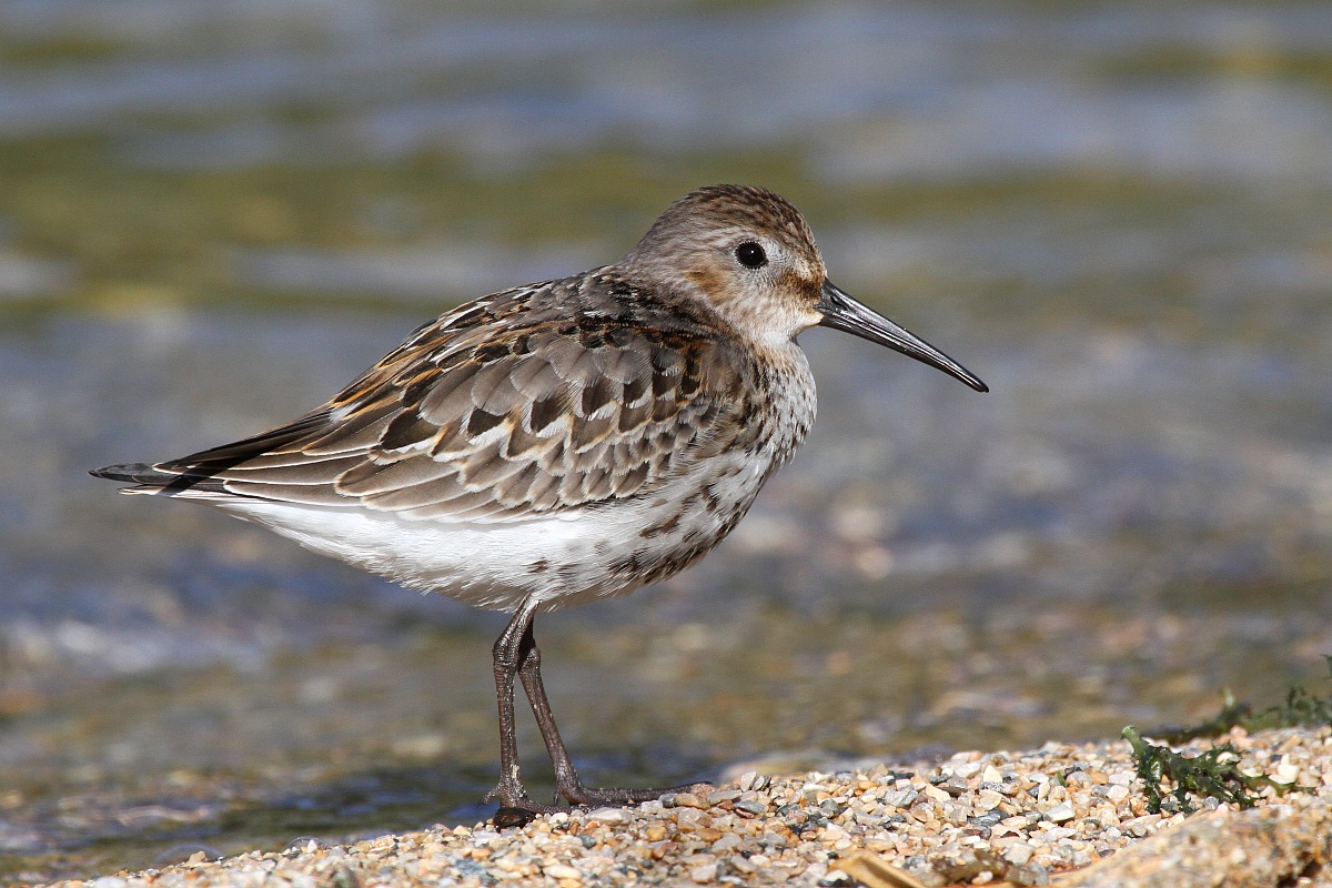 Sandpiper?
