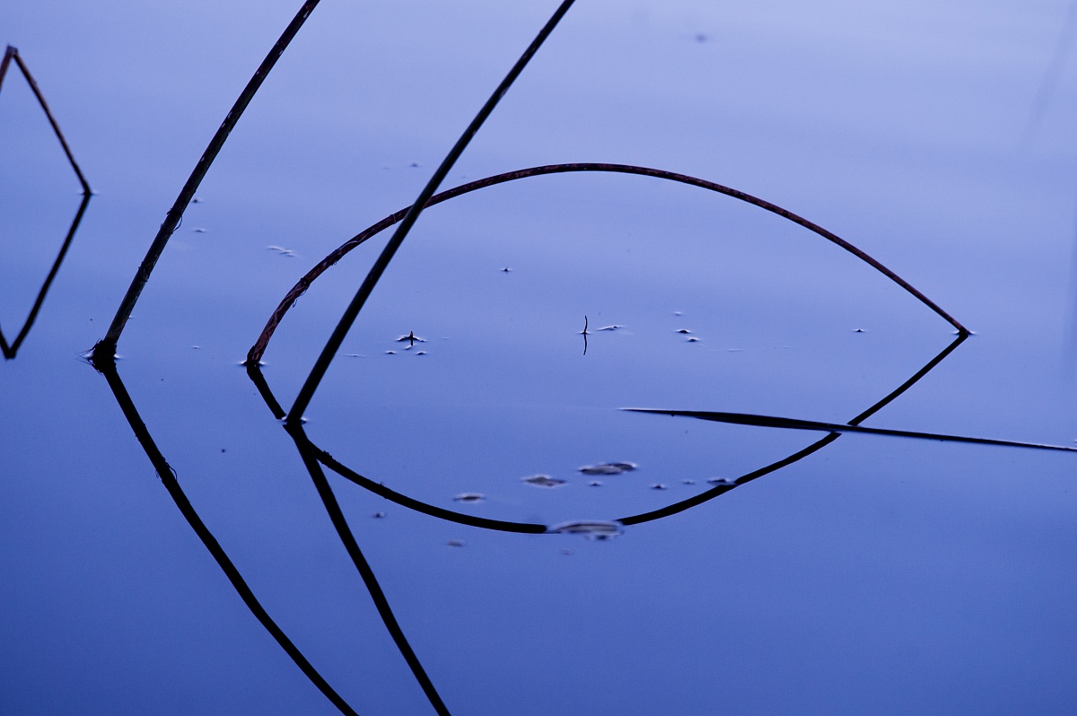 Simmetrie acquatiche