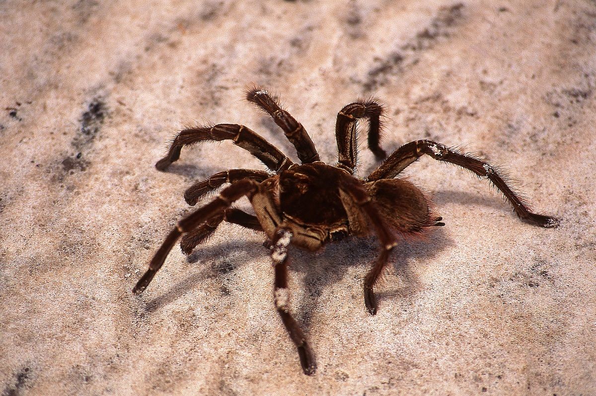 Tarantula
