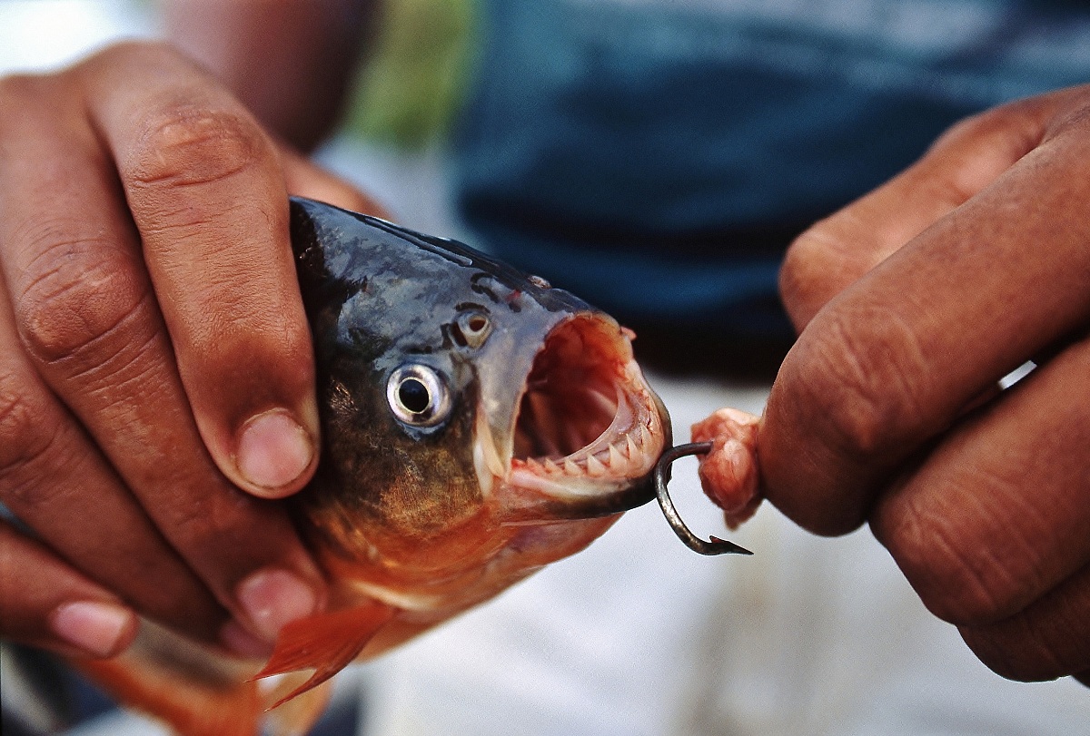 Piranha