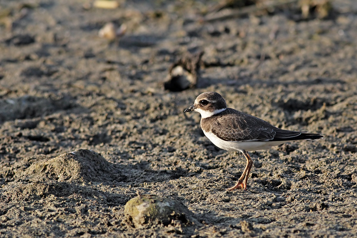 Ringed Plover 2