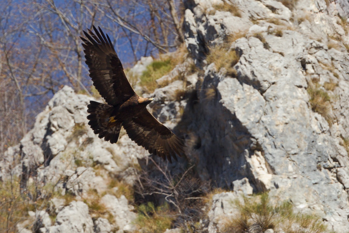 Aquila reale in perlustrazione...