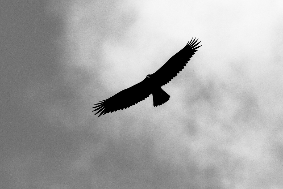 La minaccia vien dal cielo...