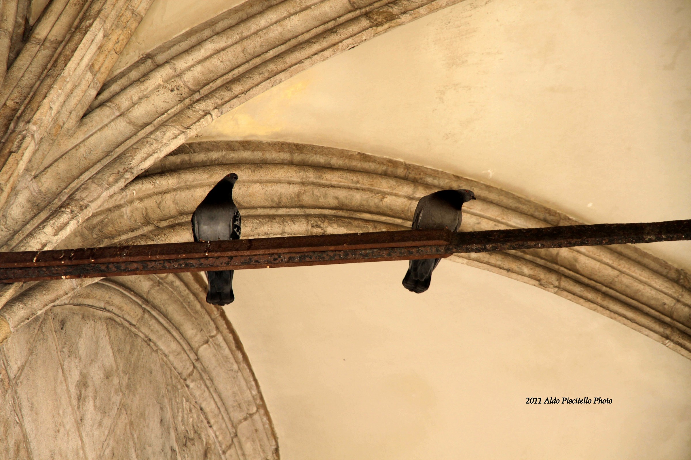 Palermo - Church of the Chain - Two Pigeons