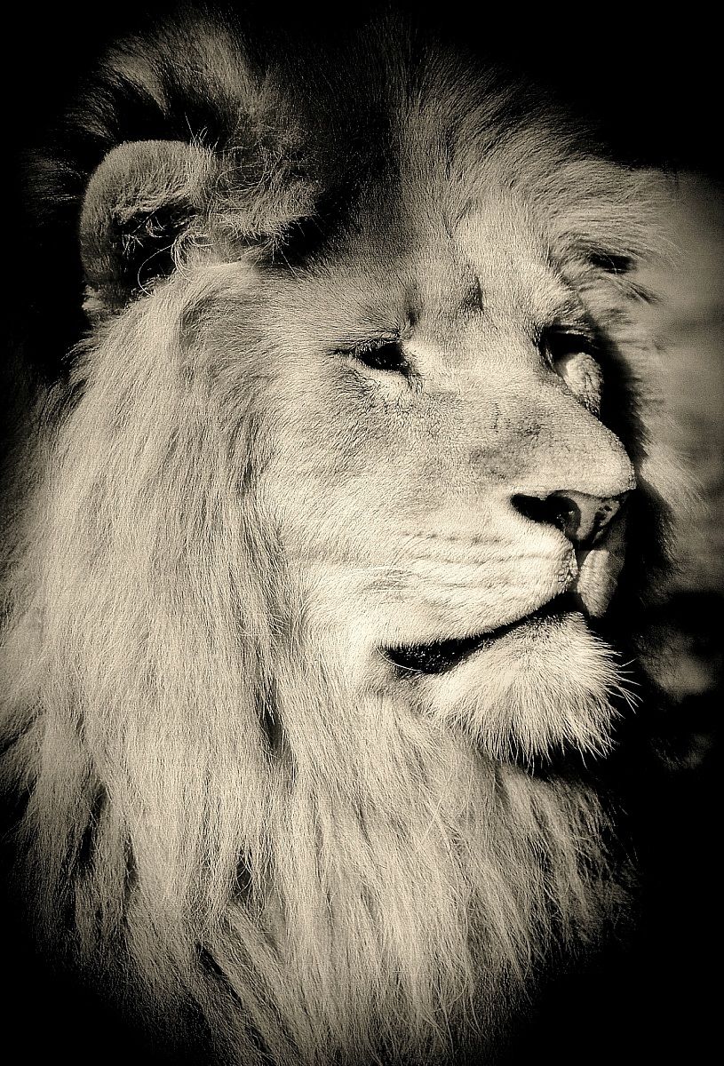 It may well say its a lion