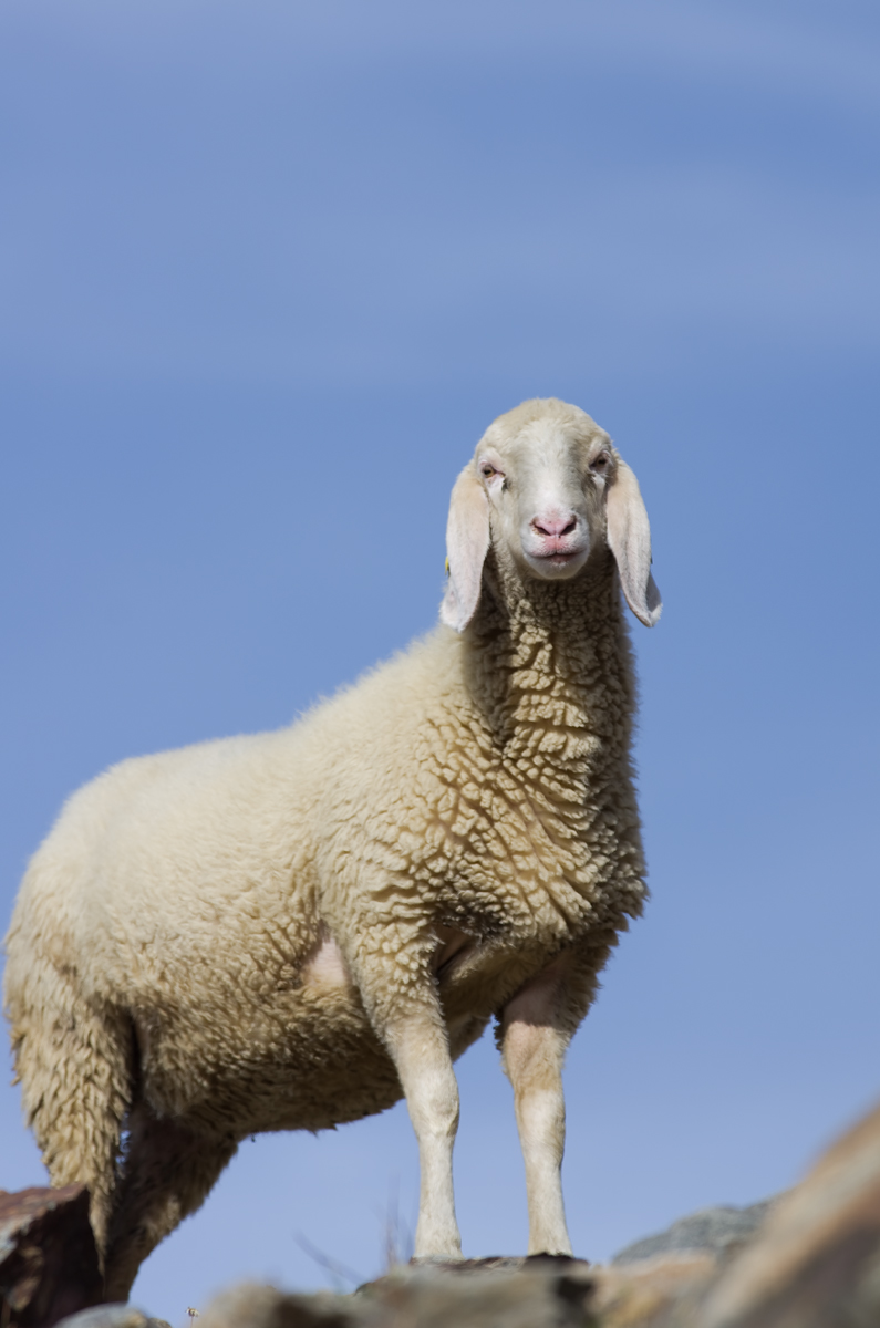 al posto dei camosci