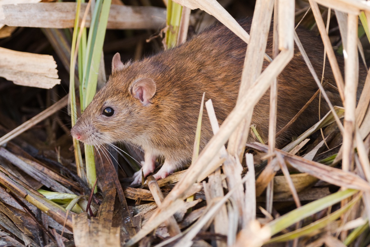 Brown rat ...