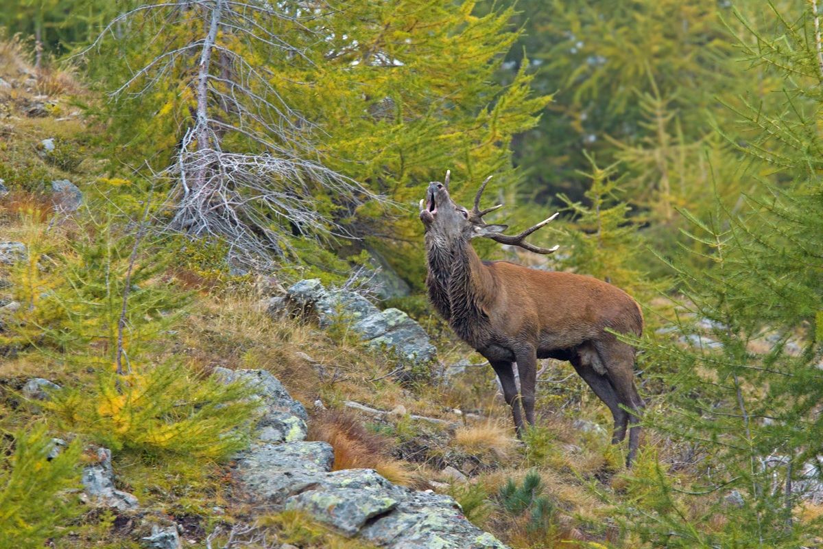 In quota arriva l'autunno