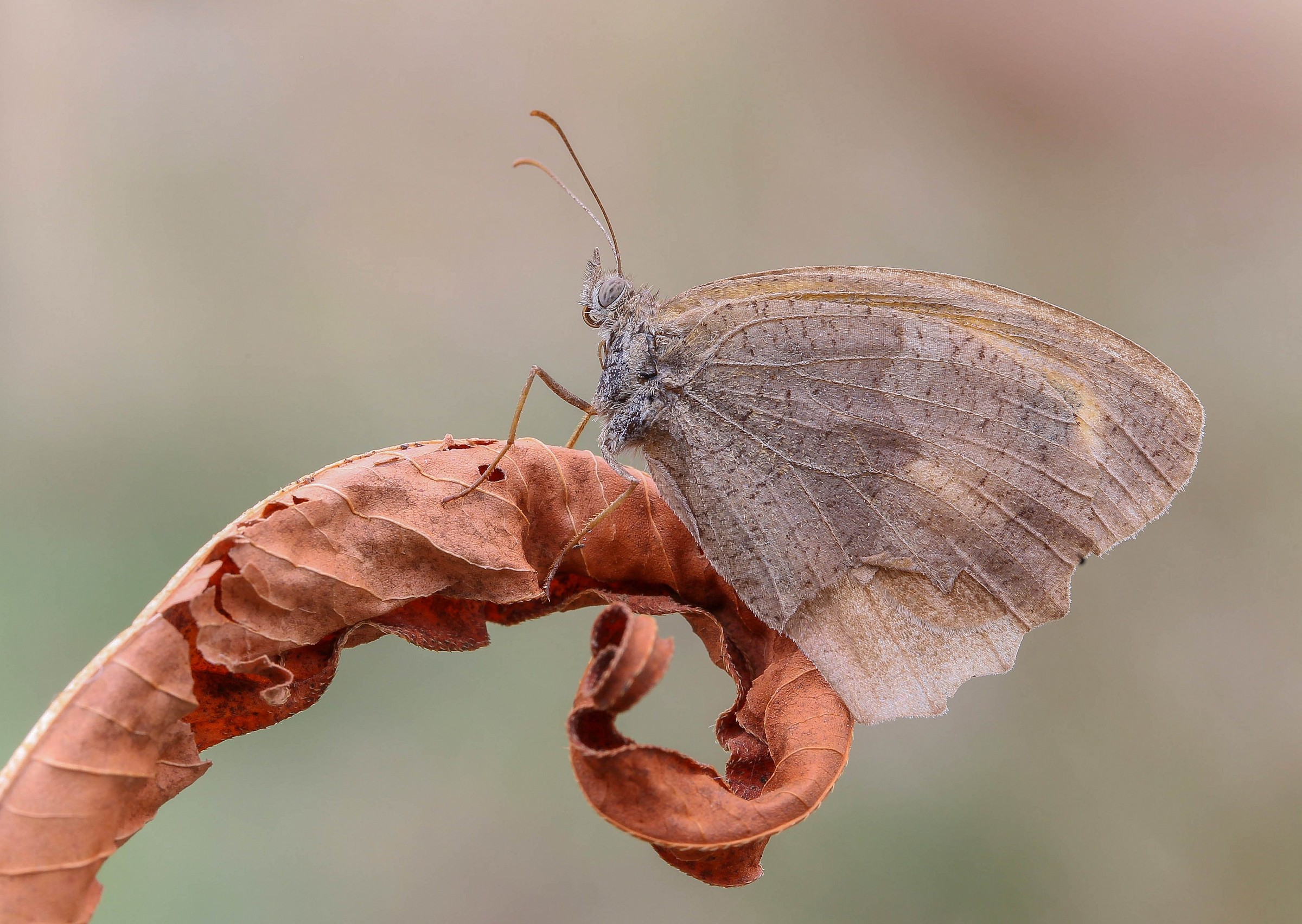 La prima foglia d'autunno