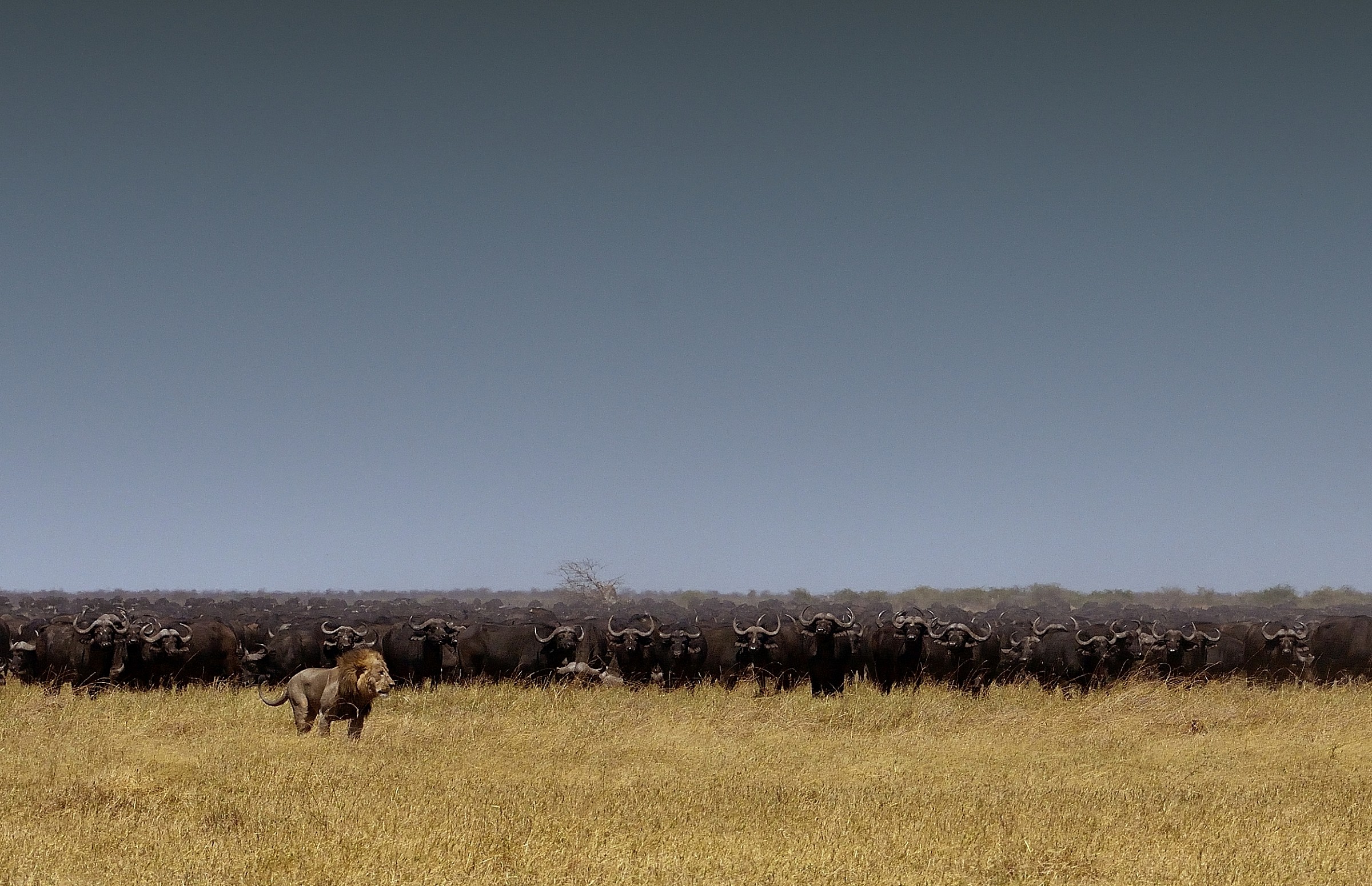 Savuti - leone e bufali