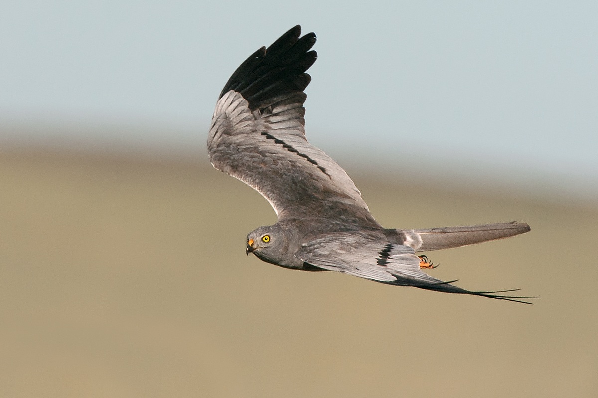 Montagu's Harrier