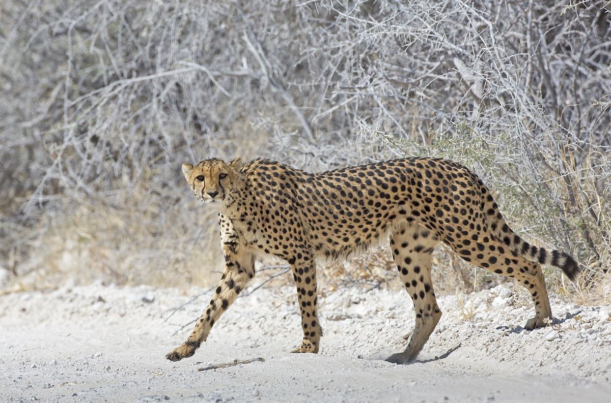 Chetaah crossing