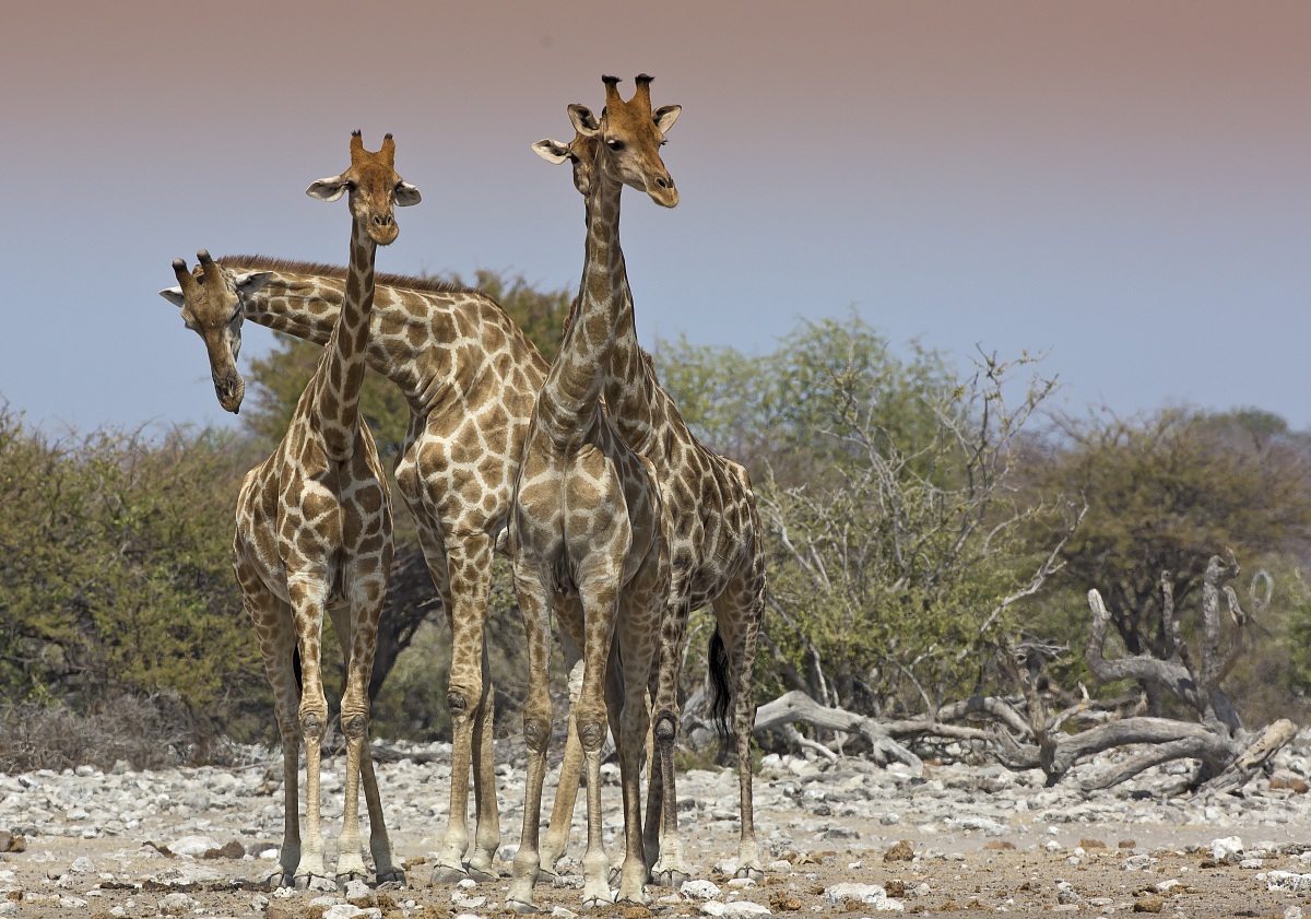 The sky and the giraffes