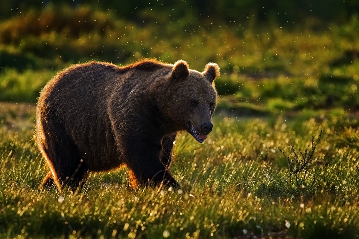 Baciato dal sole, perseguitato dalle zanzare....