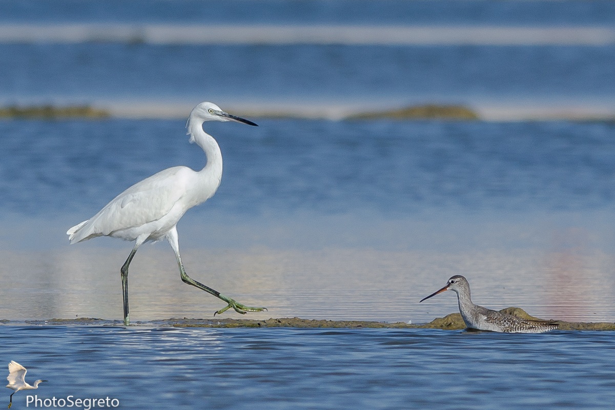 Lezioni di portamento