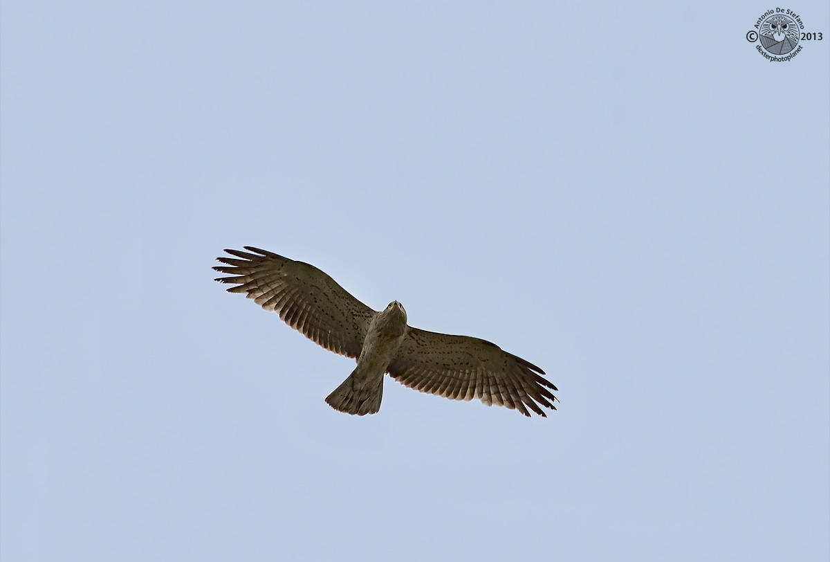 Biancone nella stratosfera