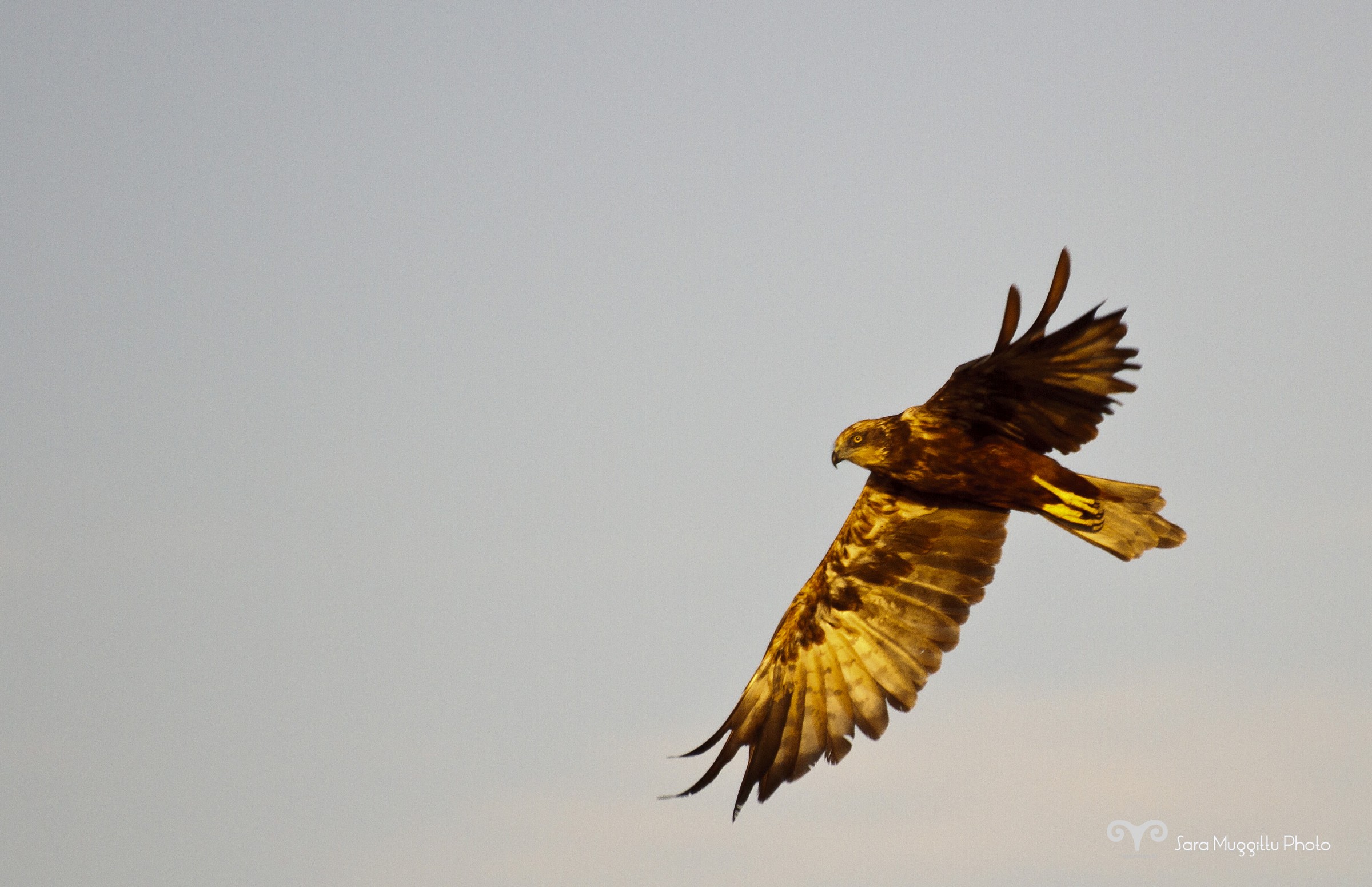 Marsh Harrier