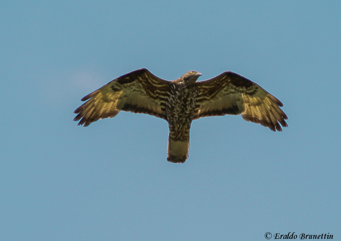 Honey Buzzard (Pernis apivorus)