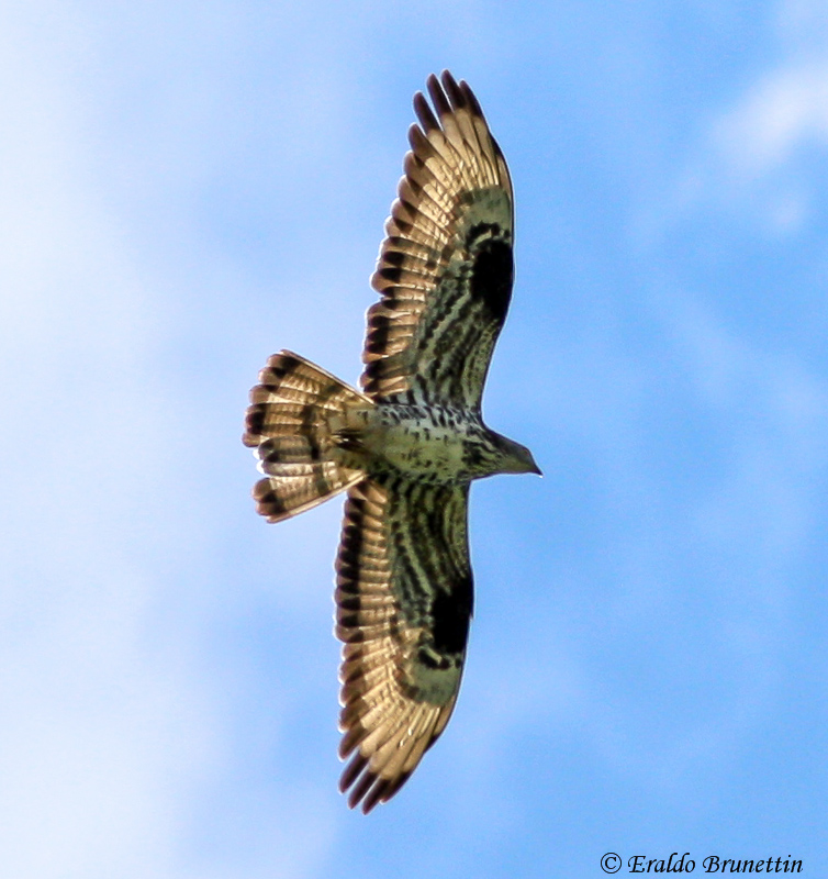 Honey Buzzard (Pernis apivorus)