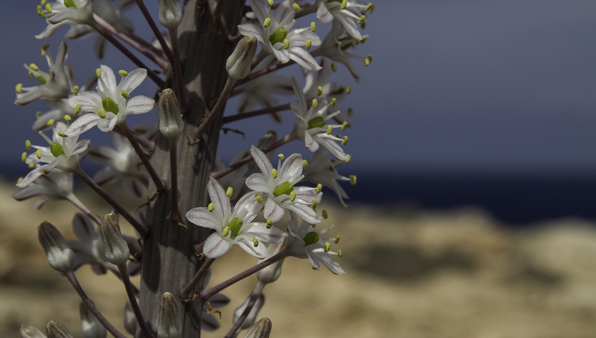 Lampedusa, scilla marittima