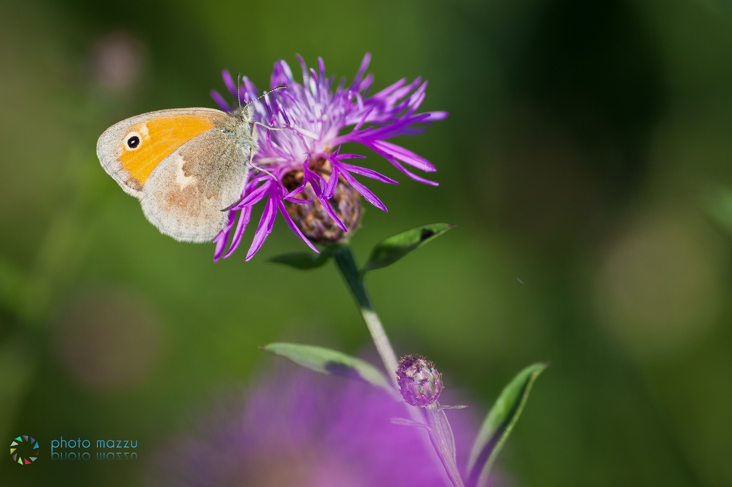 Altra piccola farfallina con il 135mm