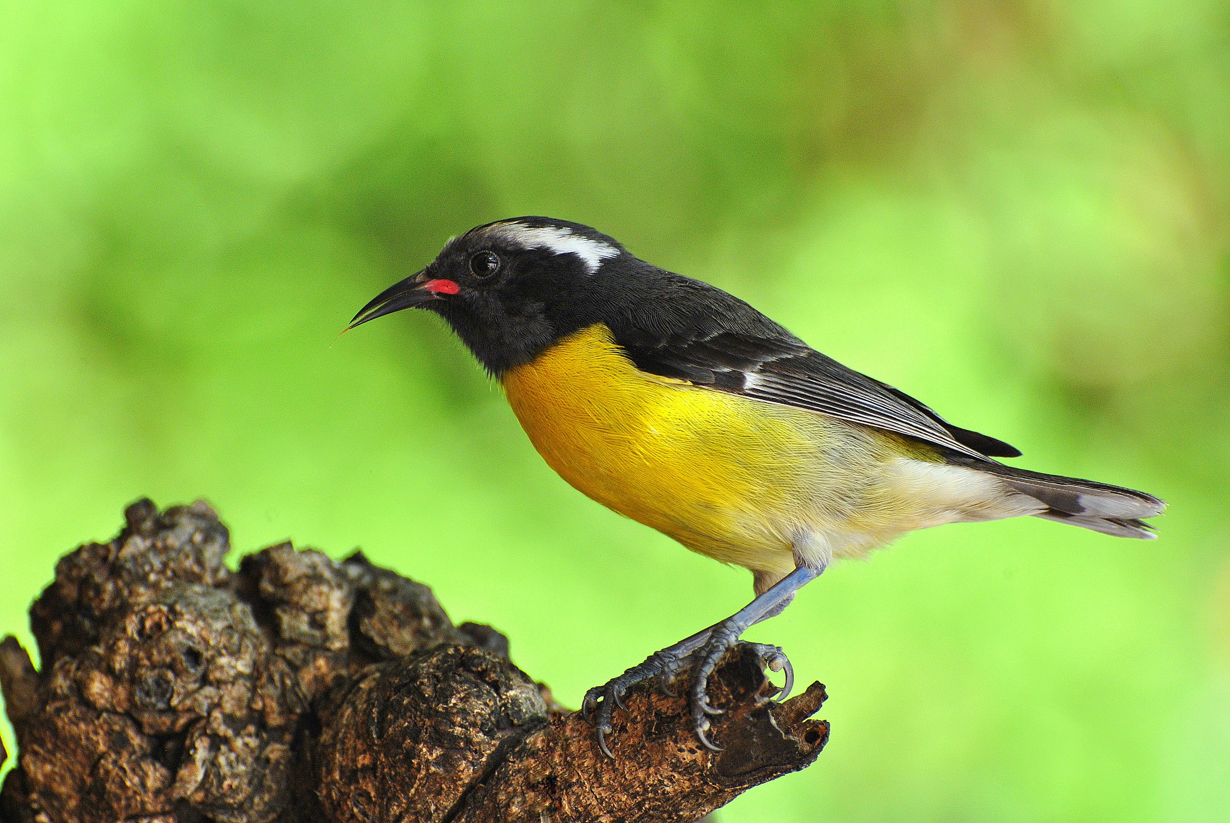 Bananaquit