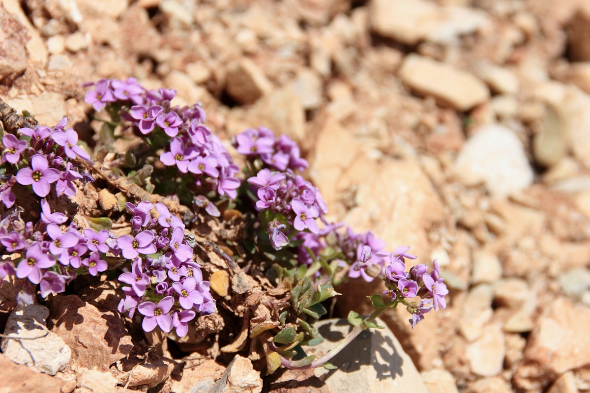 Cespuglietto di fiori viola...