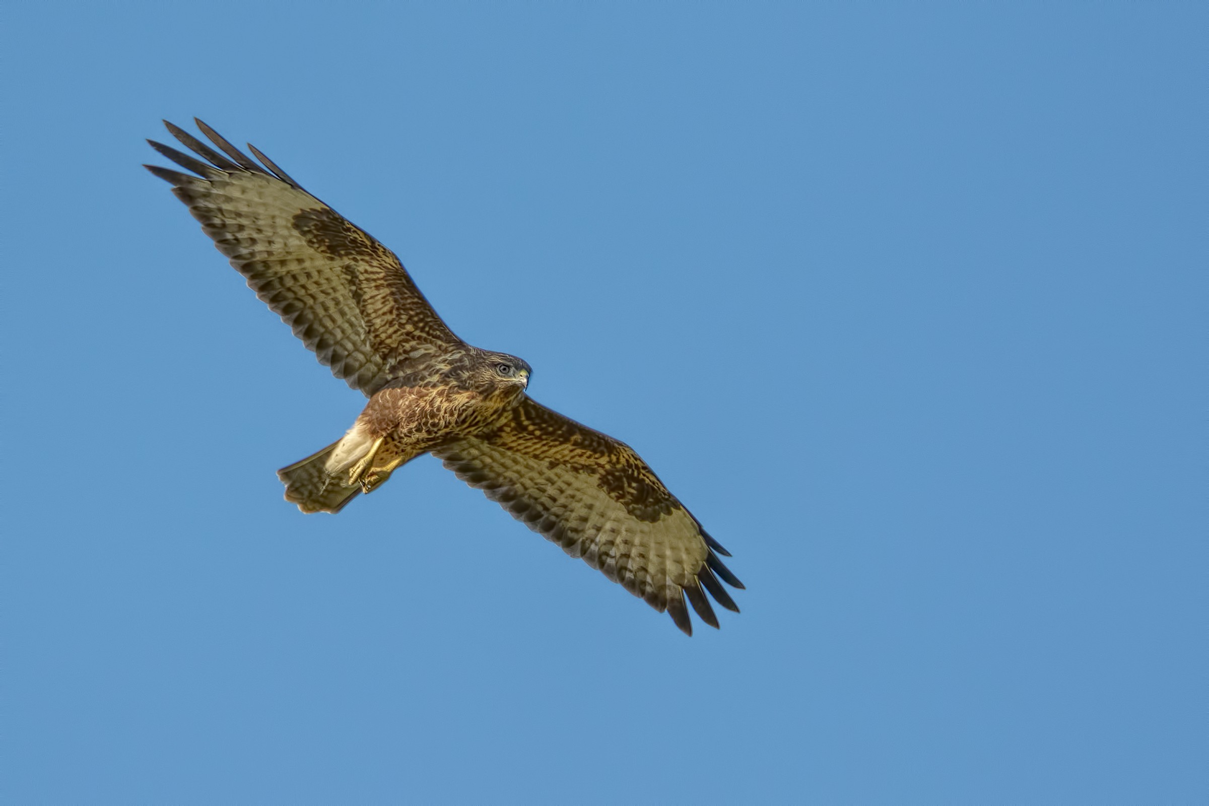 Buzzard (Buteo buteo)