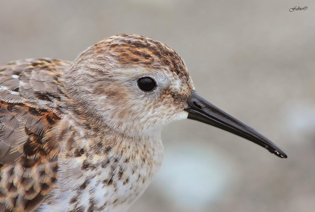 Piovanello pancianera - Ritratto