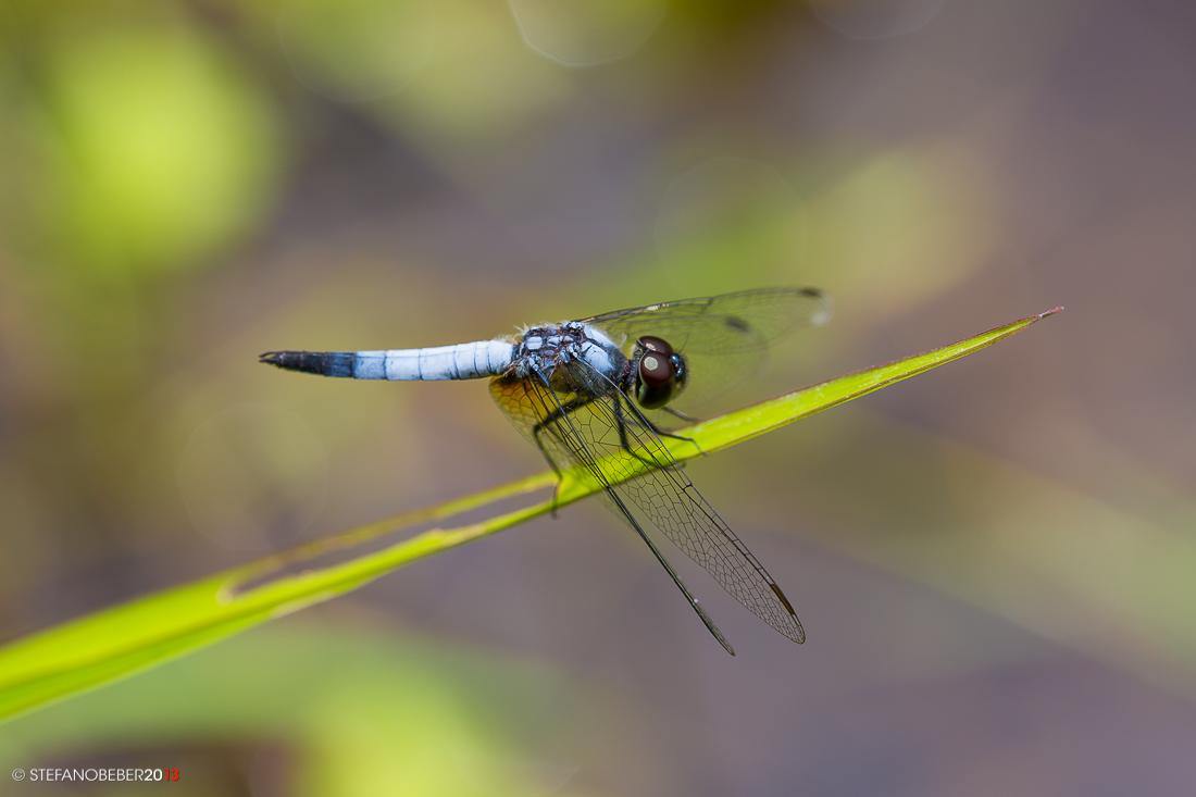 Dragonfly