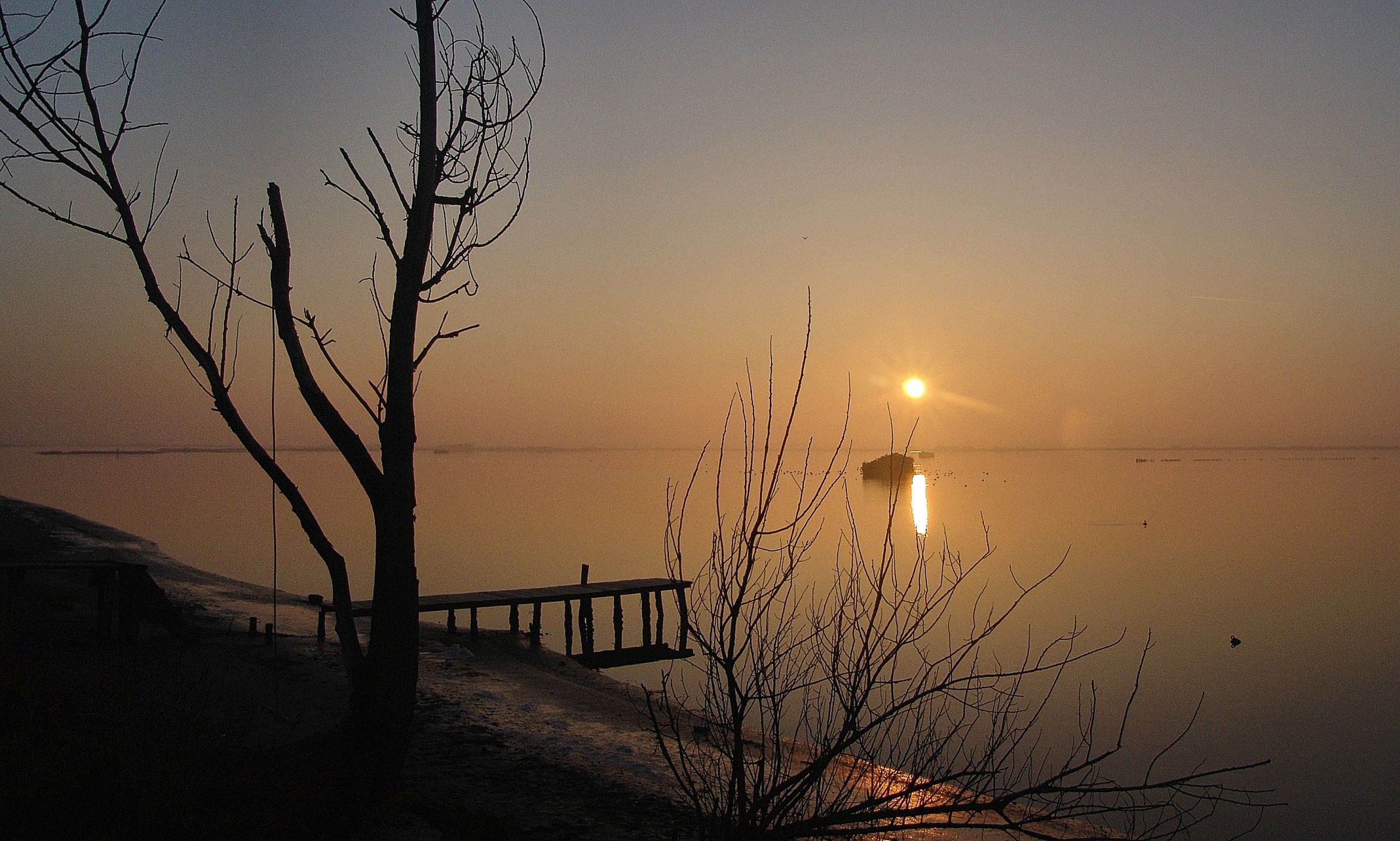 Profiles of branches at sunset