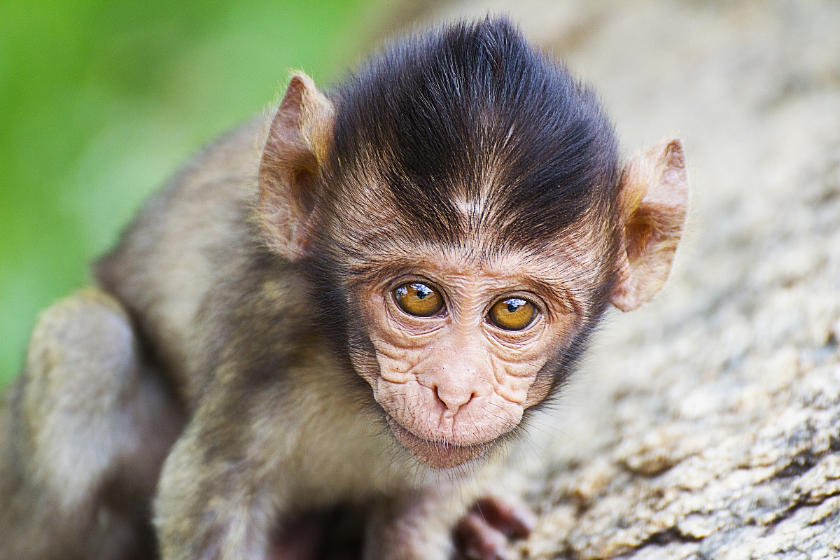Piccolo macaco, Khao Takiab, monkey mountain