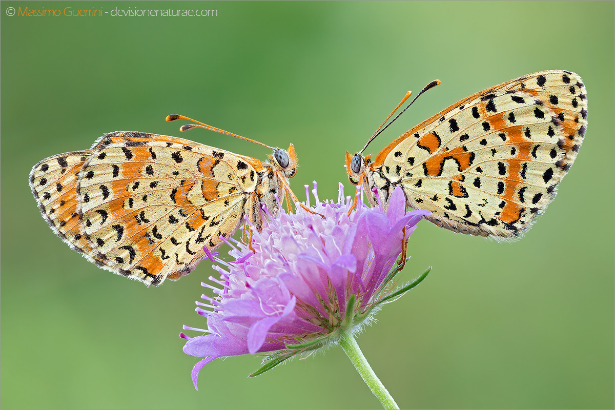 Melitaea didyma