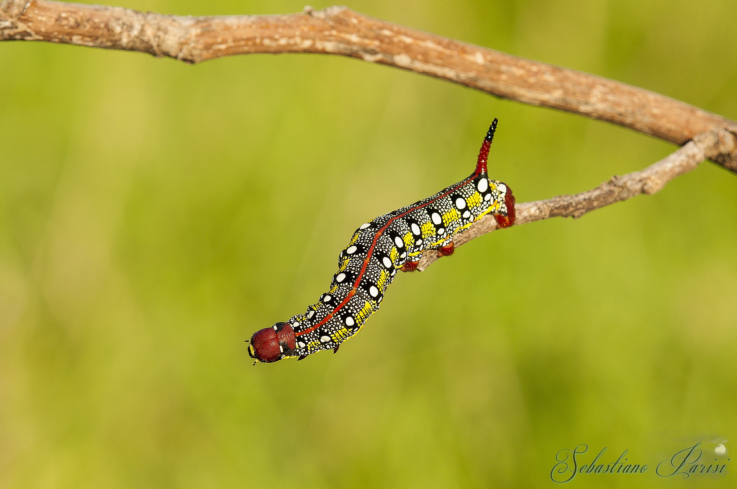 Bruchi di Hyles euphorbiae (Sfinge dell'euforbia)