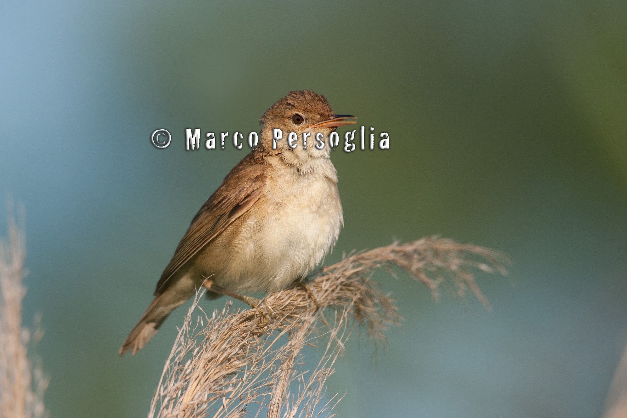 Reed Warbler singing