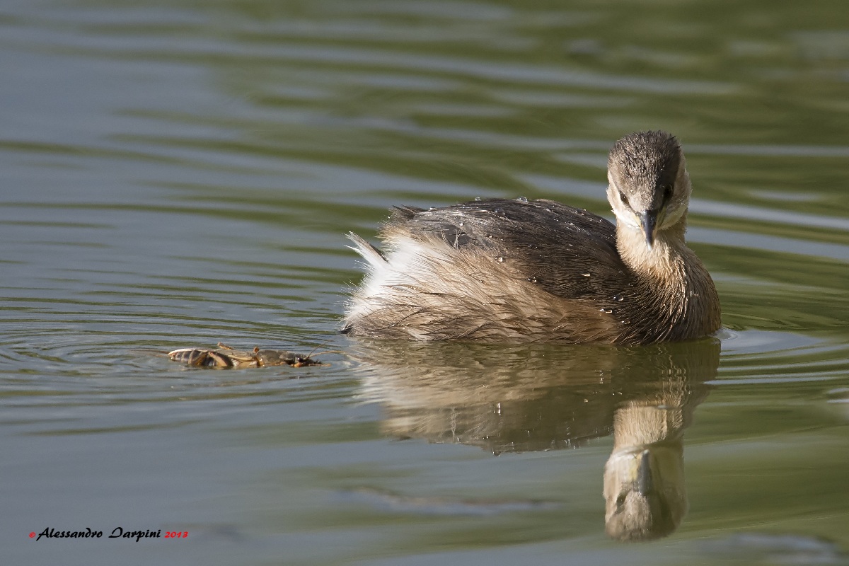 A Bite that passes in front of