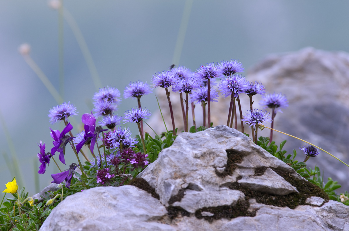 Vases natural Arera flower trail