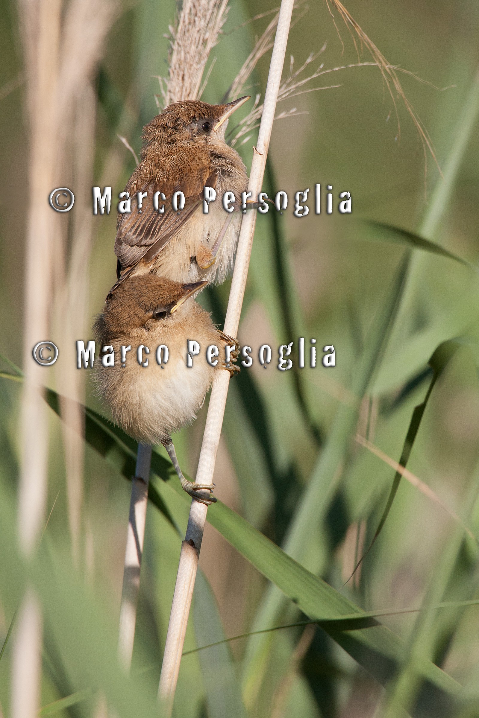 Young reed warblers