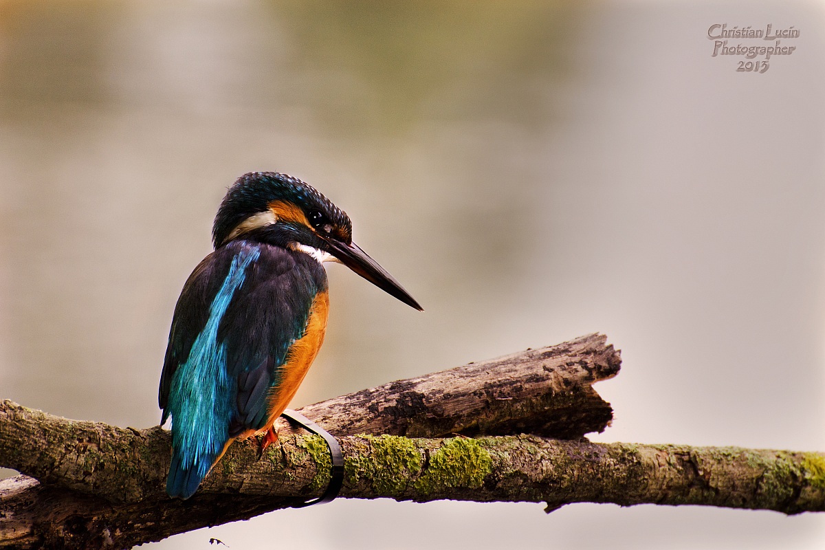KingFisher