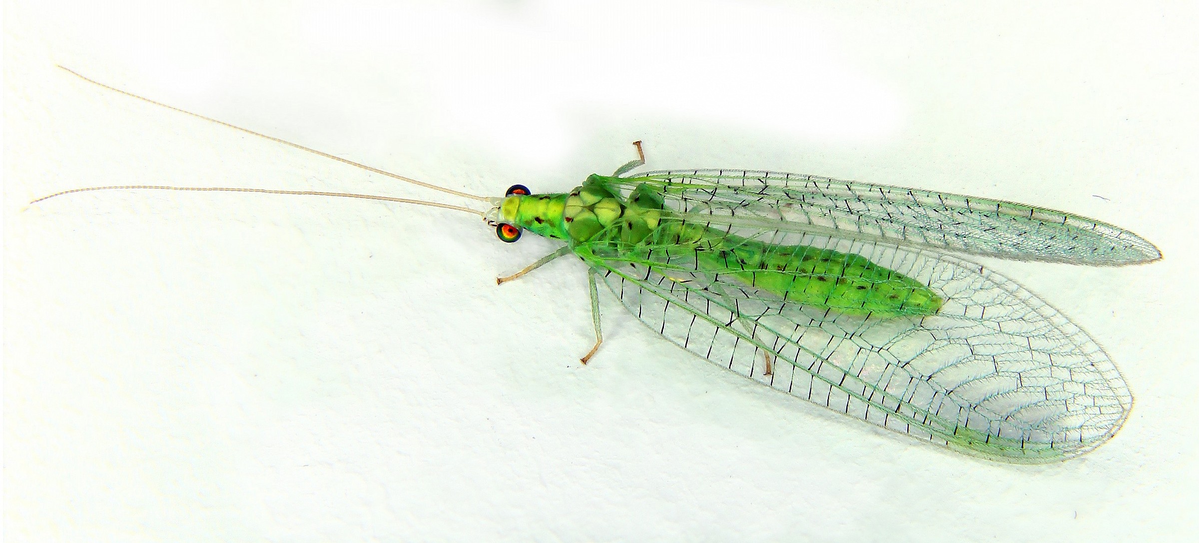 Crisopa (Chrysoperla carnea)