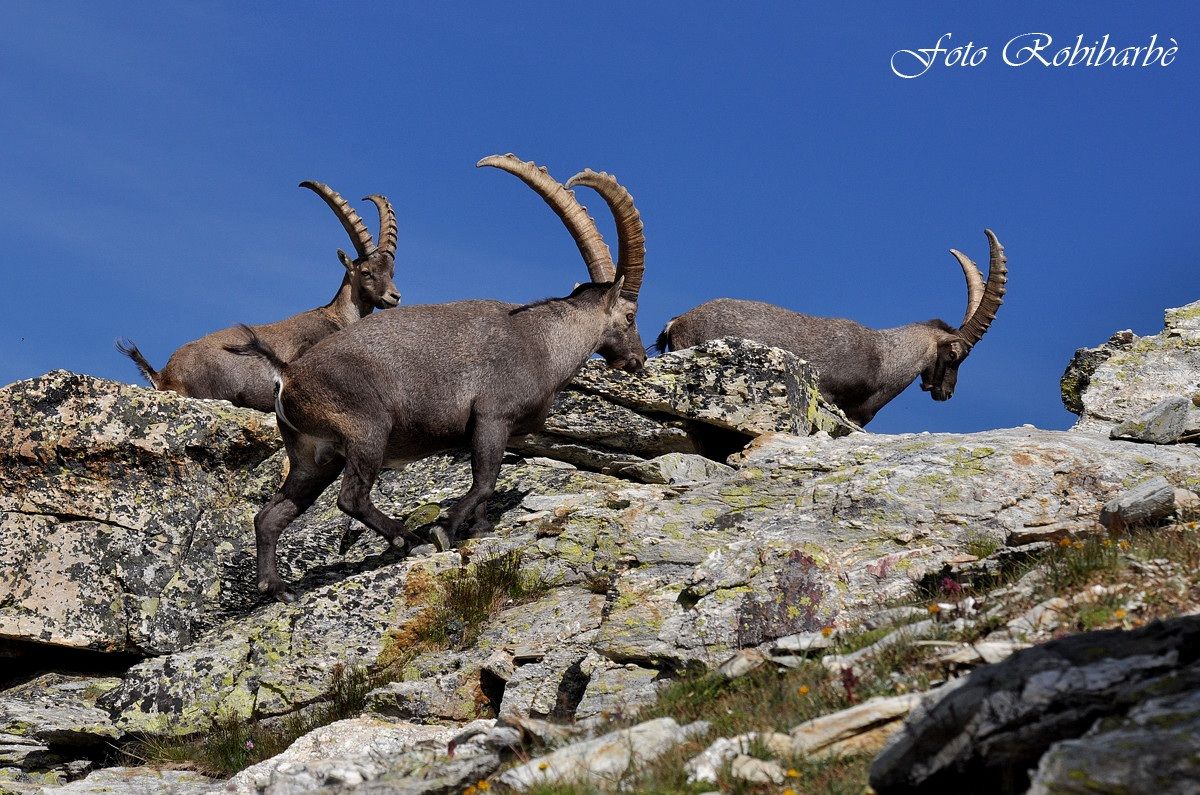 Quasi .. in ..vetta....