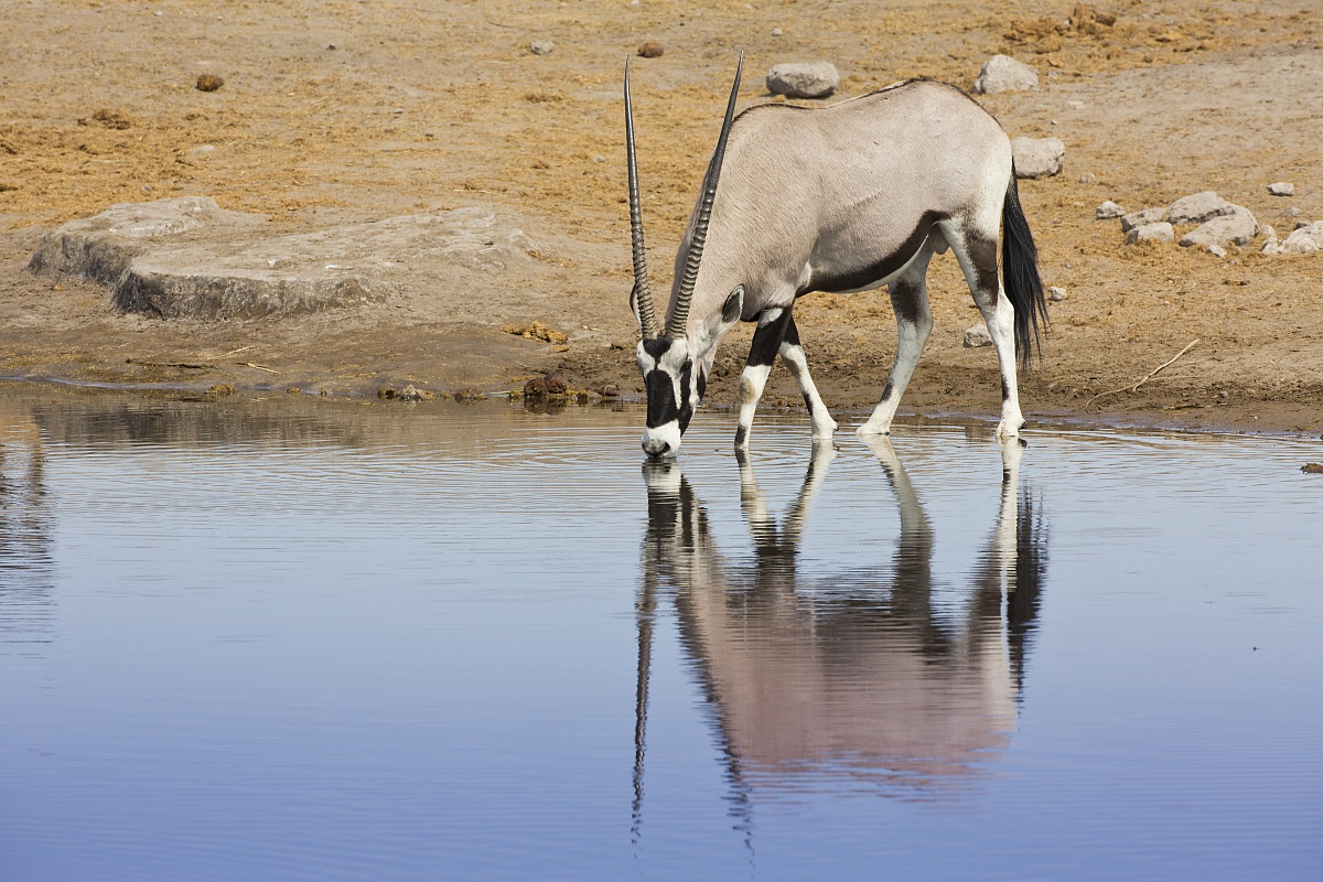 Bere 3 - Gemsbok