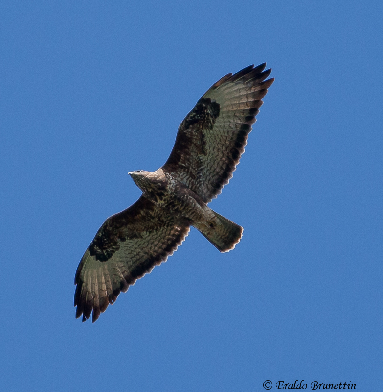 Buzzard (Buteo buteo)