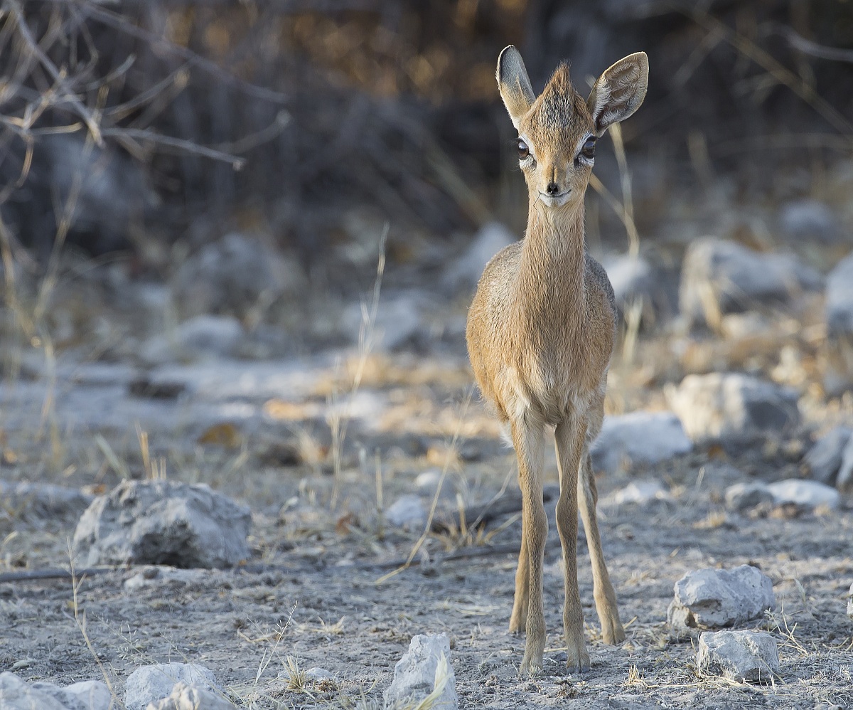 The smile of Dikdik