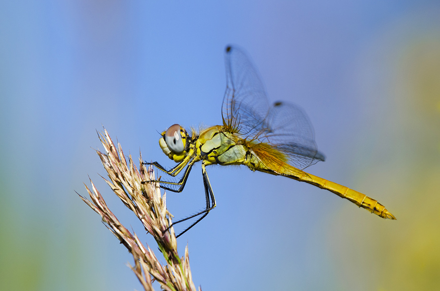 Sympetrum fonscolombii