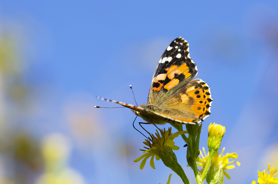 Vanessa Cardui