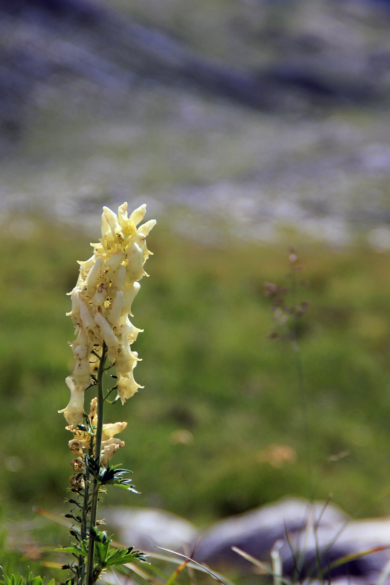 Bocca di leone Gialla