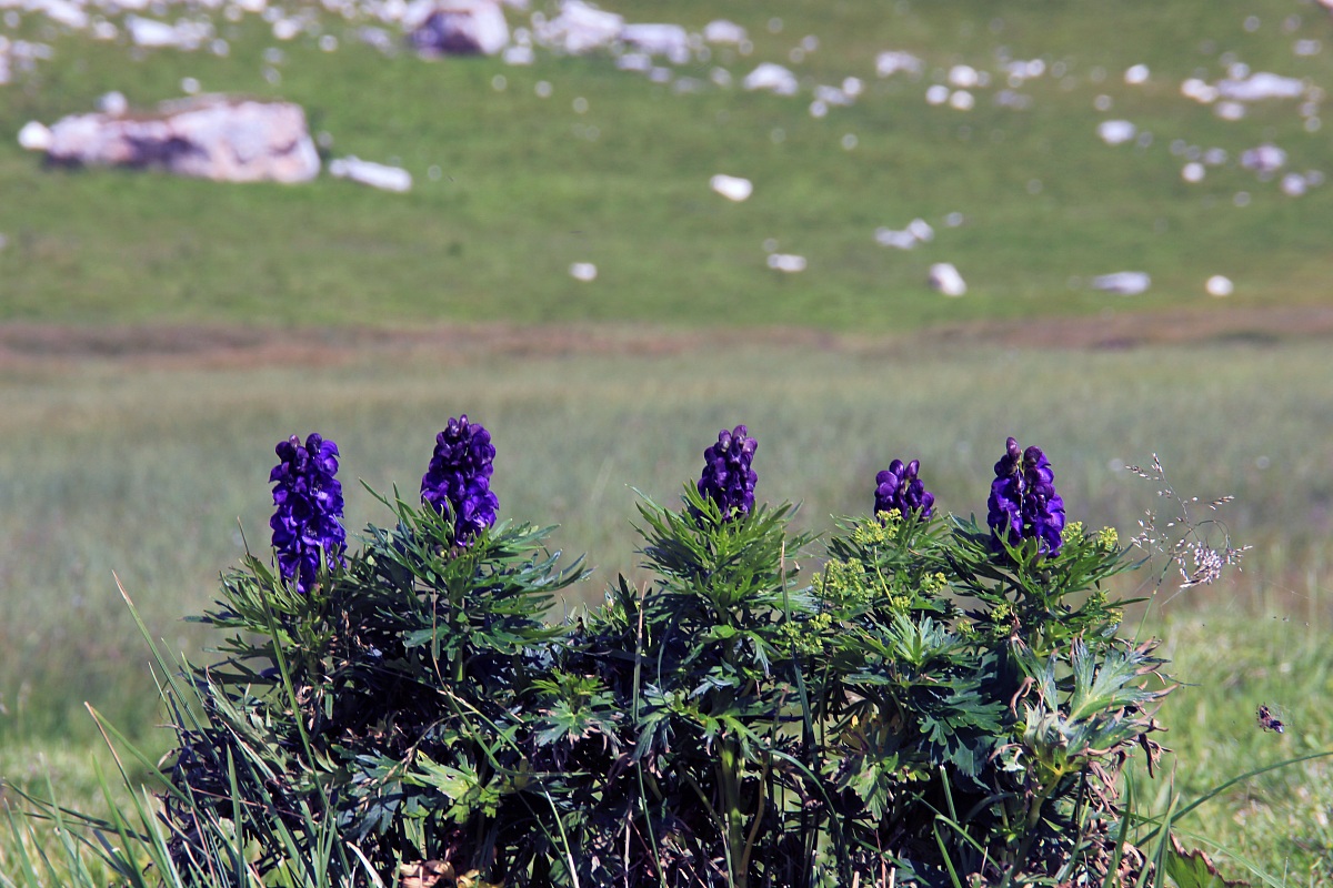Bocche di Leone Viola