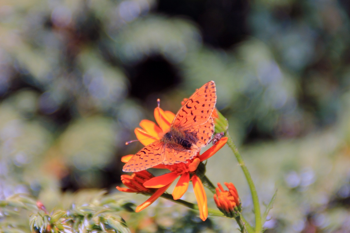 ....Arancione con il suo colore....