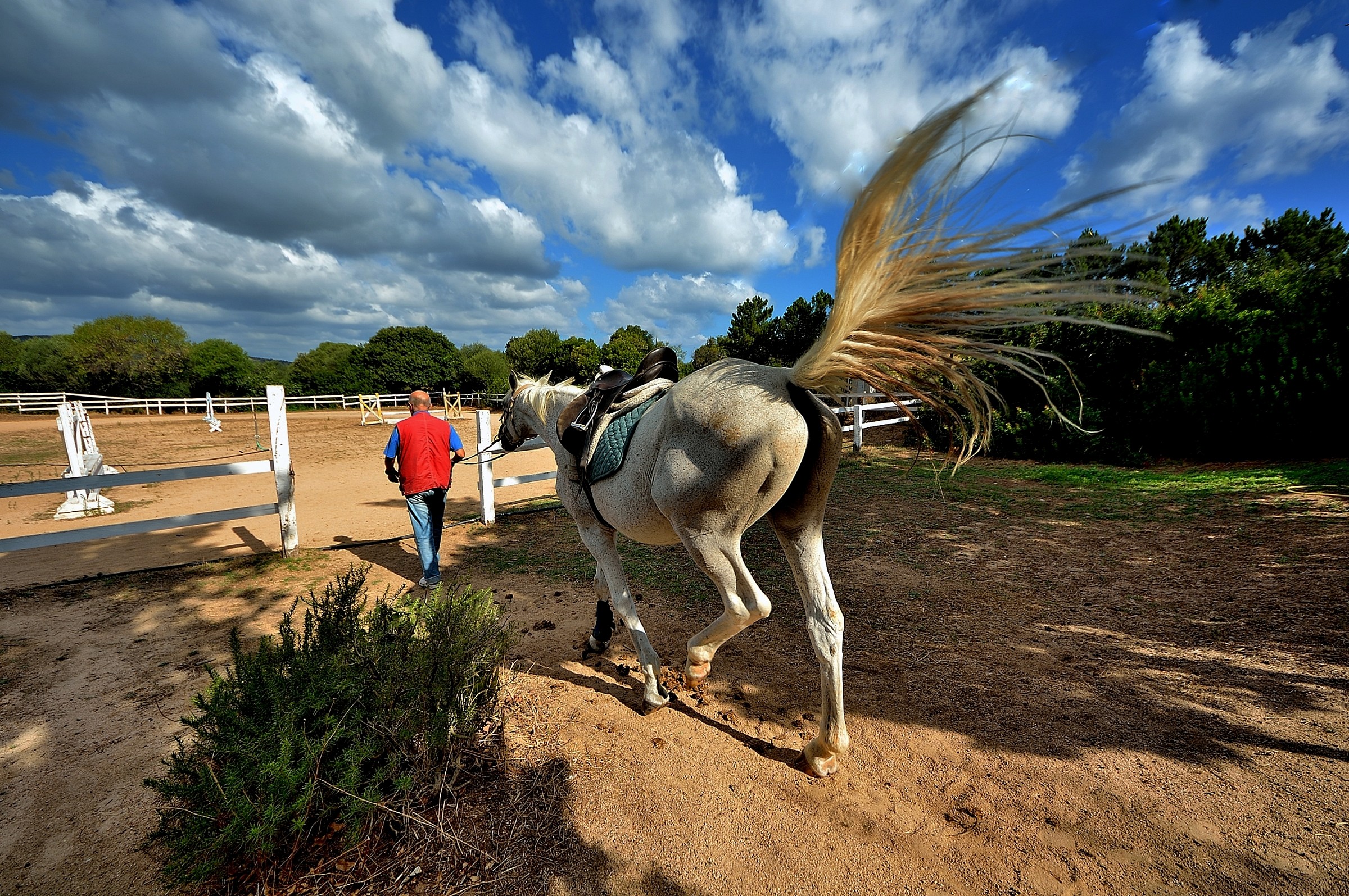 the tail ................